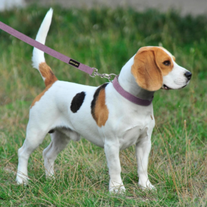 Adjustable Pet Collar for Small Dogs and Cats